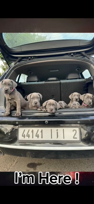 Cane corso à bas prix