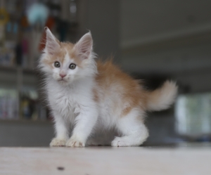 Maine coons pedigree