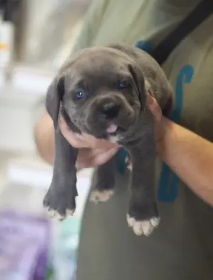 Disponibles magnifiques chiot male cane cone corso