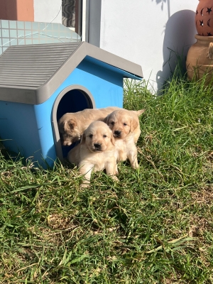 Golden retriever ✨ Photos Réelles 📸