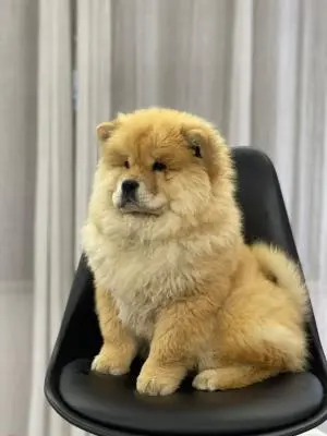 Chow-chow