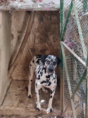 Dalmatien