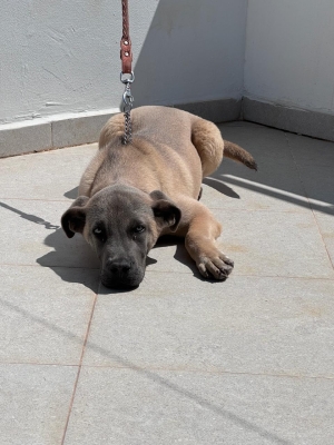 Boerboel