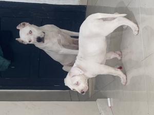 Dog argentin