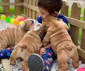 Chiots de bulldog anglais.