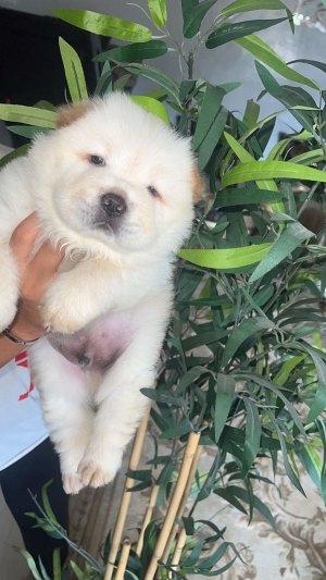 Chiot chowchow mâle