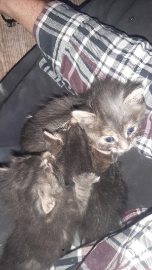 4 chatons de 3 semaines