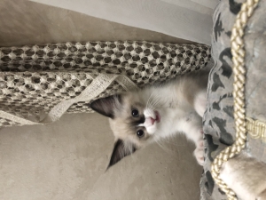 Chaton Ragdoll de 5 mois