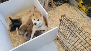 Chiots Akita inu 🐕