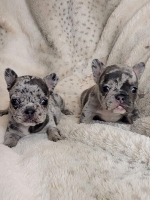 Merle french bulldog