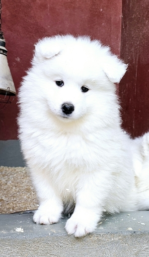 SAMOYEDE