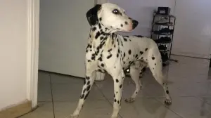 dalmatien pure