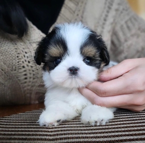 Puppy’s shih tzu