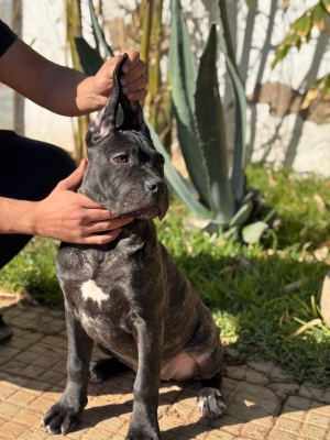 Cane corso pedigree