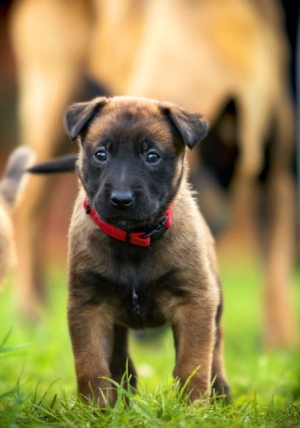 Chiot malinois charbonné