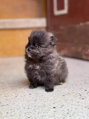 Pomeranian