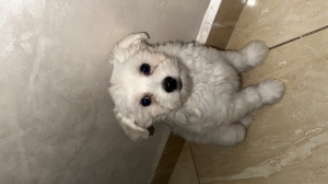 Chien bichon maltais