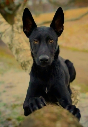 Malinois noir