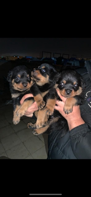 rottweiler americain