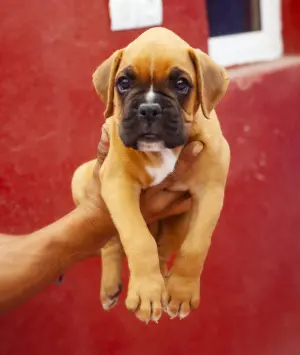 Manifique chiot male boxer