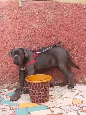 Cane corso