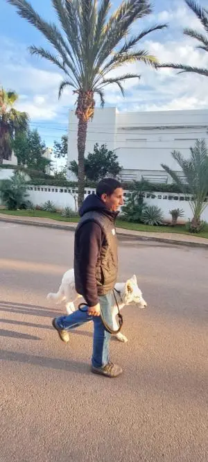 Dog walker à Casablanca et rabat