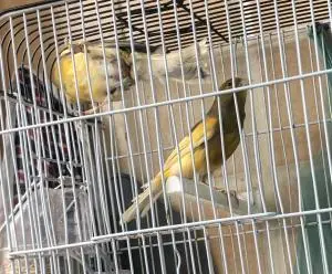 Couple canari