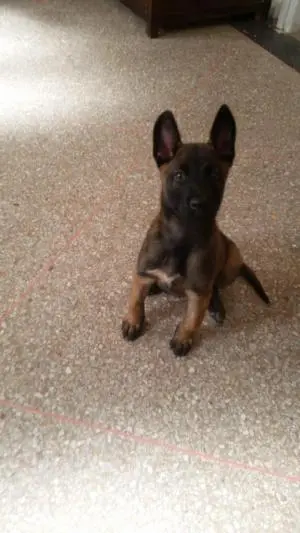 chiots malinois