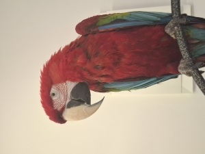 Perroquet ara